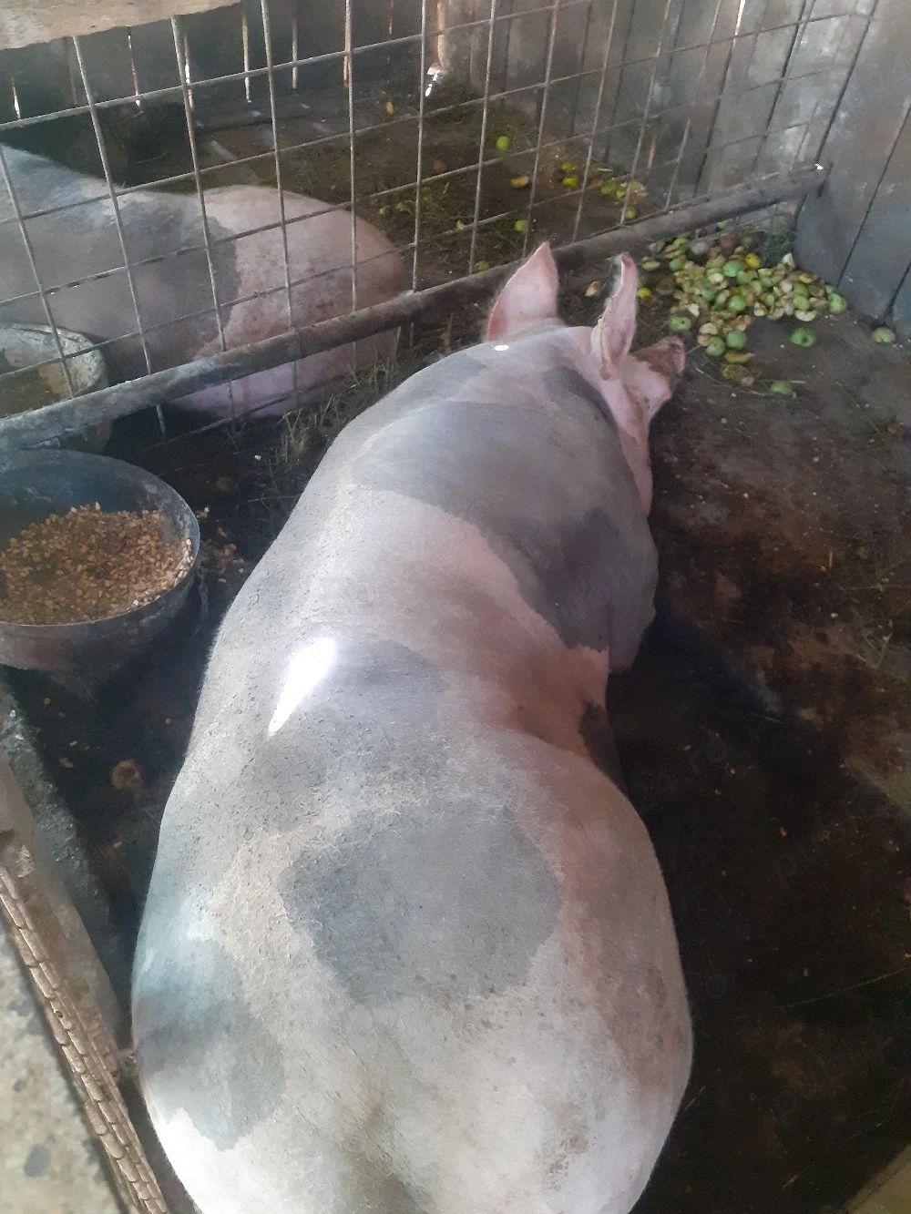 porci pentru sacrificat 