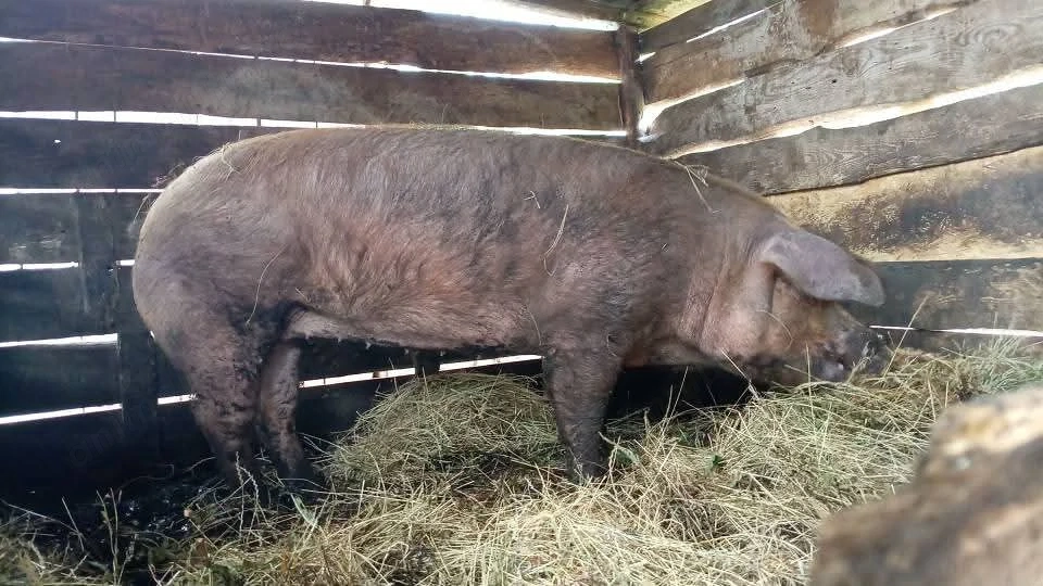 Scrofa de vanzare! Fara fatare! 