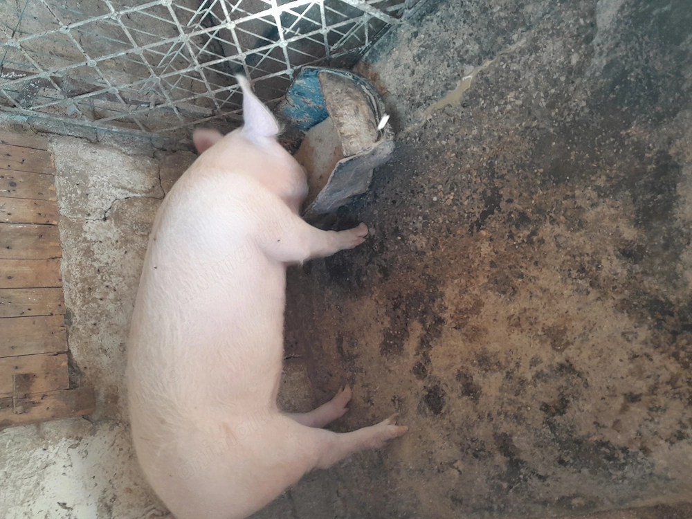 Vând șoldană în jur de 80 kg