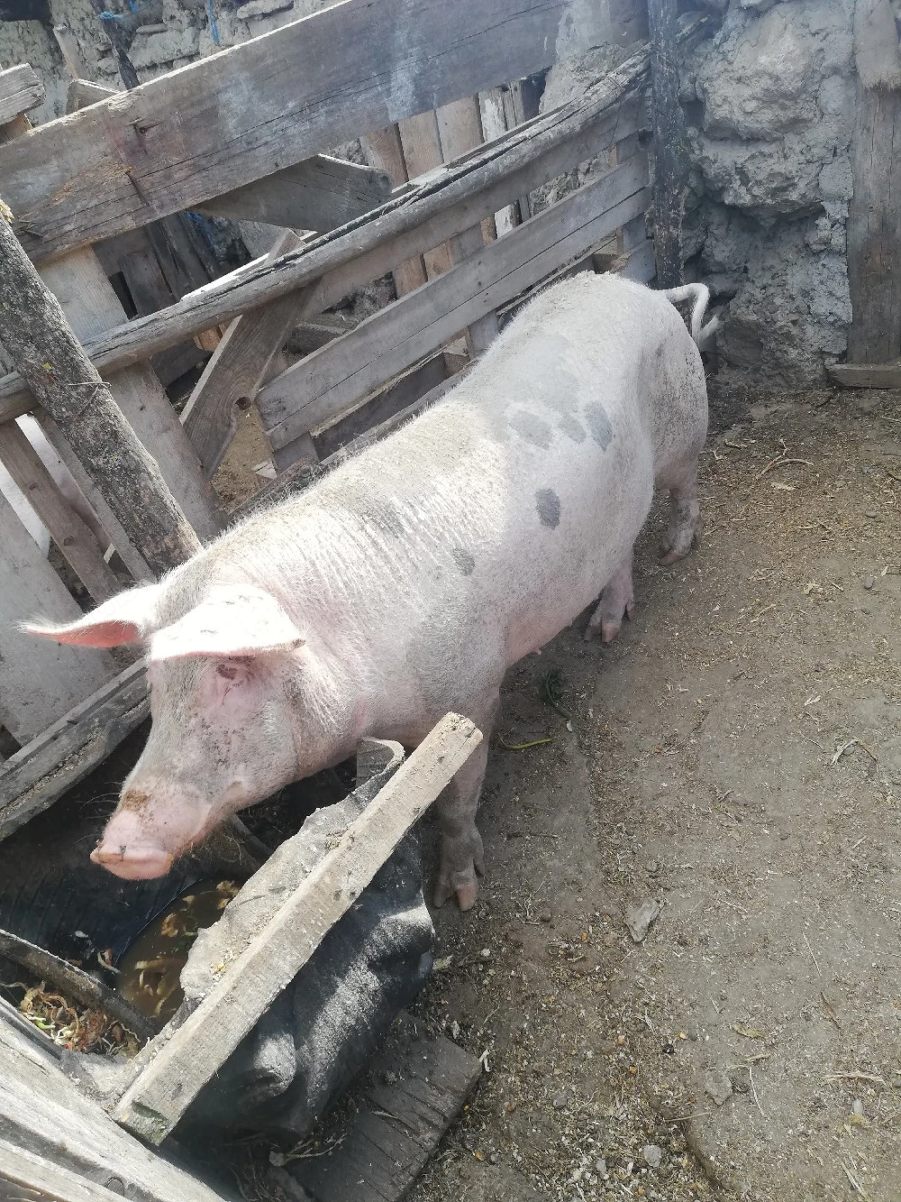 Porc de vinzare