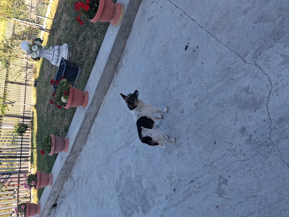 Donez catelusa de 3 ani ,