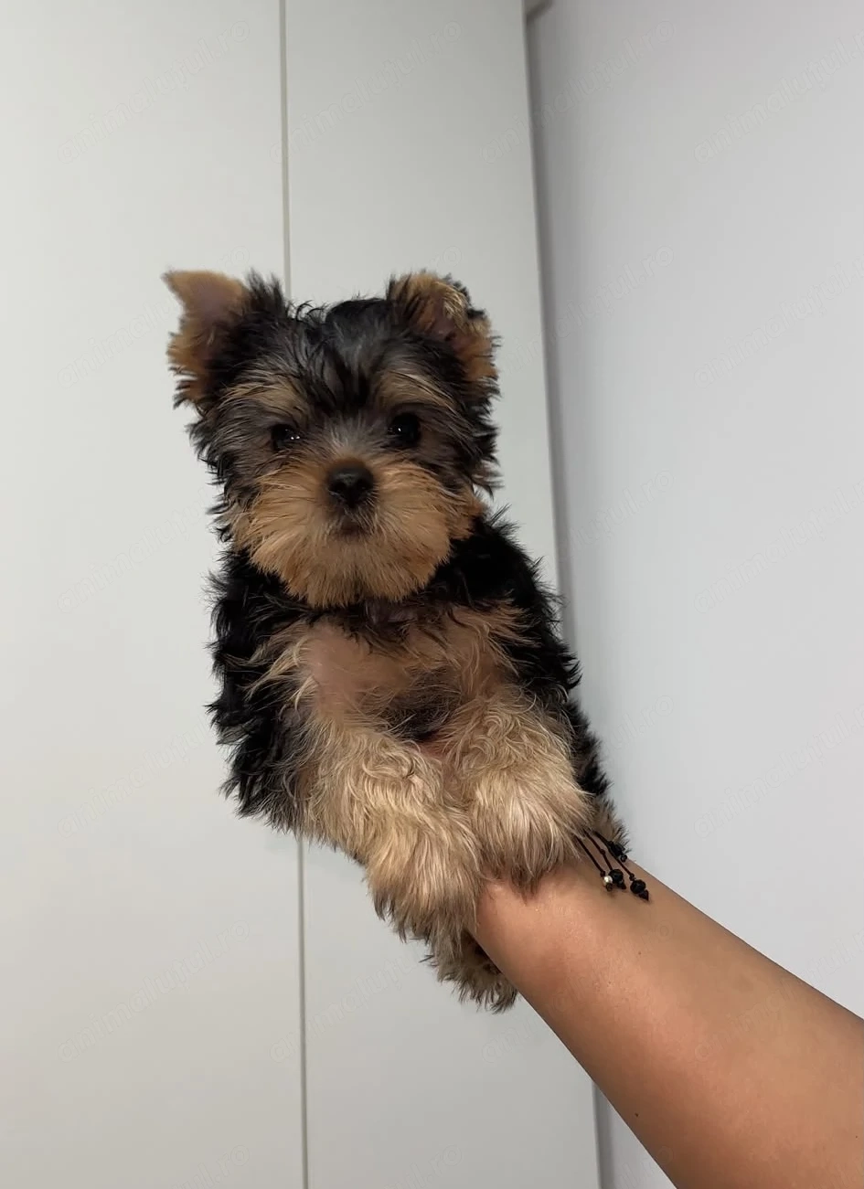 Pui Yorkshire Terrier