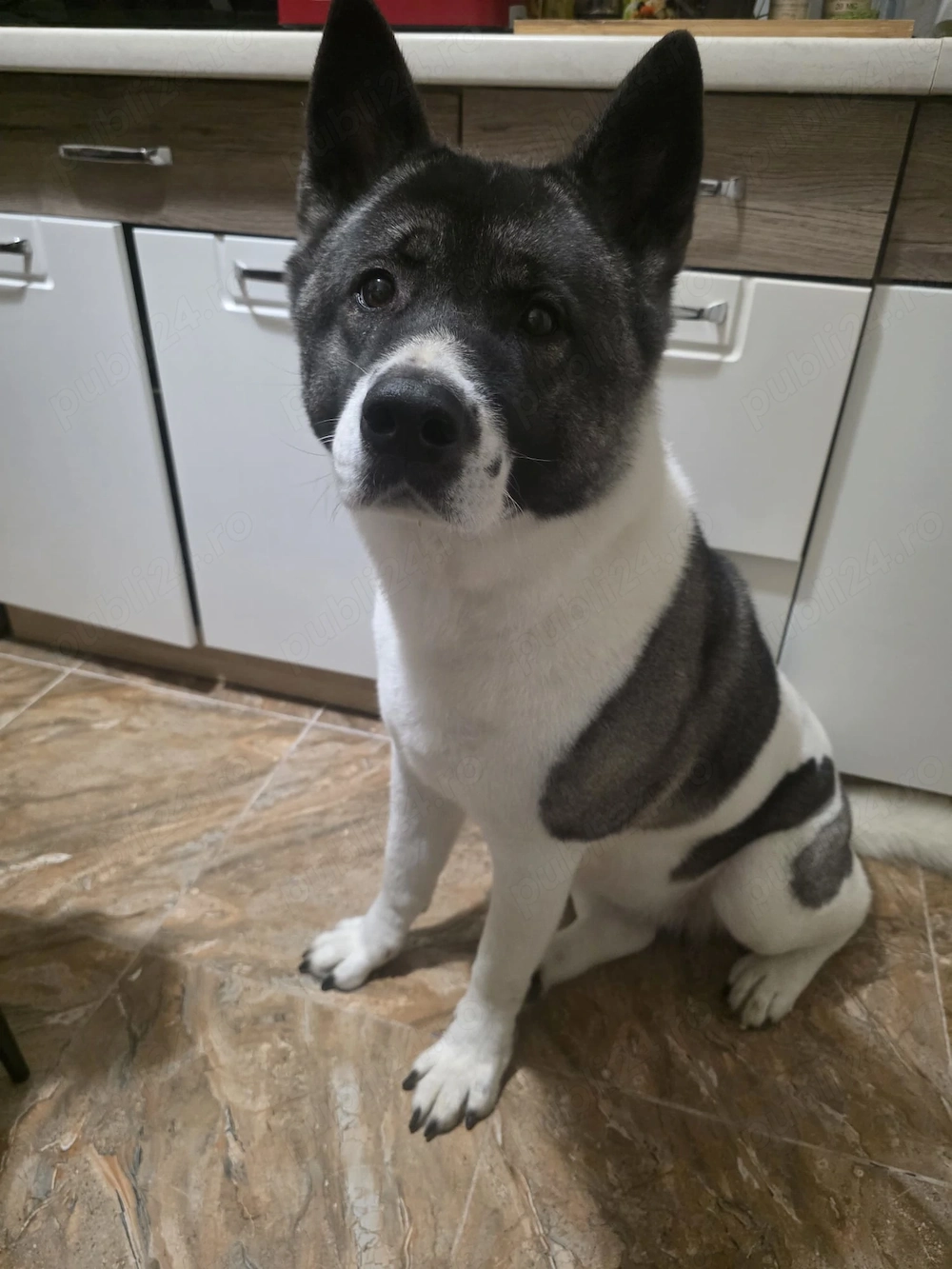 Akita American, femelă   caută un nou cămin