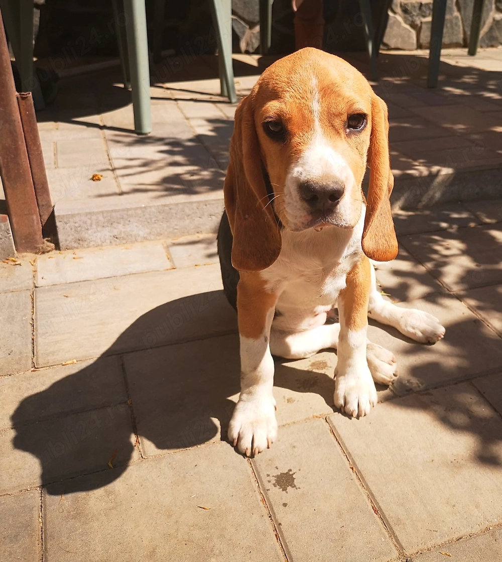 Doi căței rasa Beagle - București