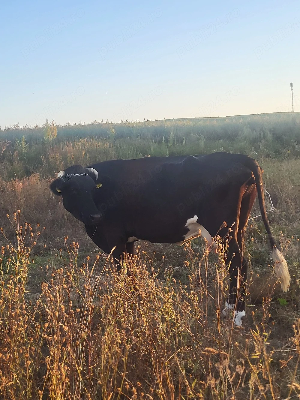 Vaca cu lapte