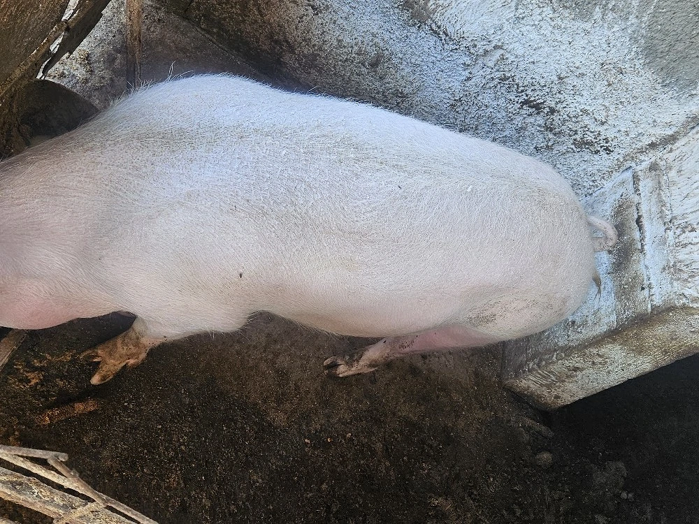 vand  porc 