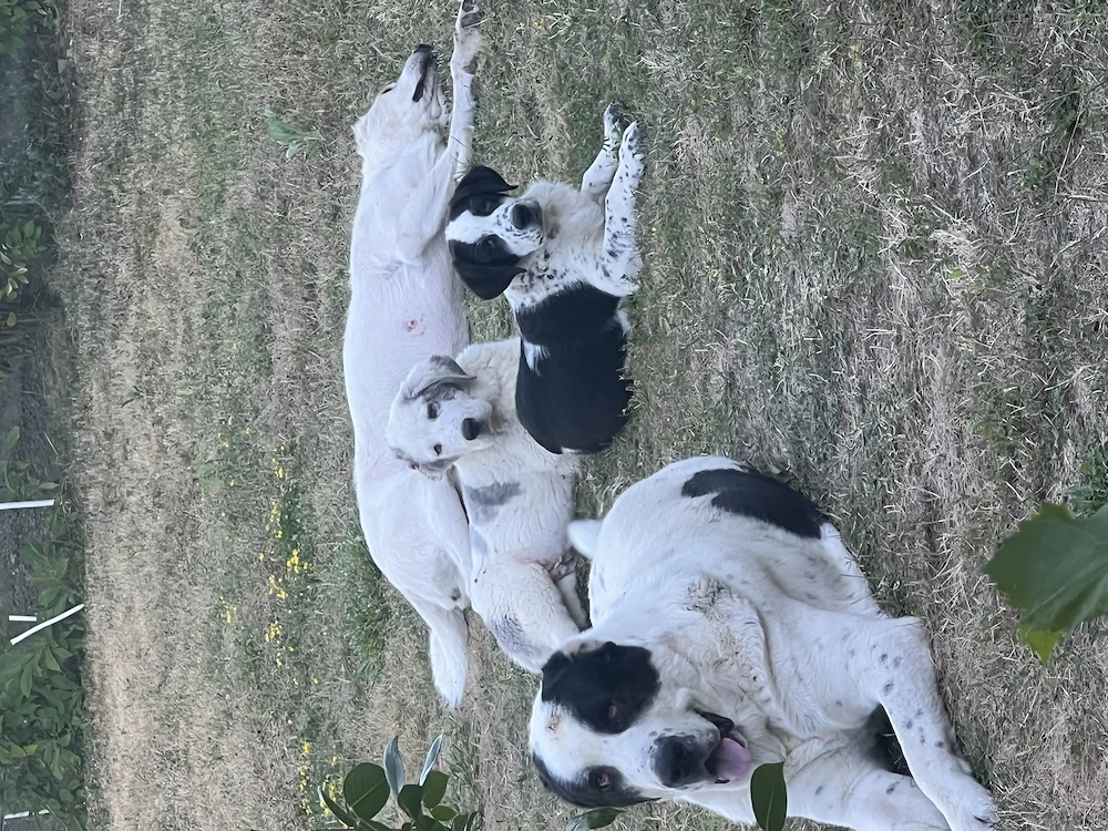 Doi copilași superbi