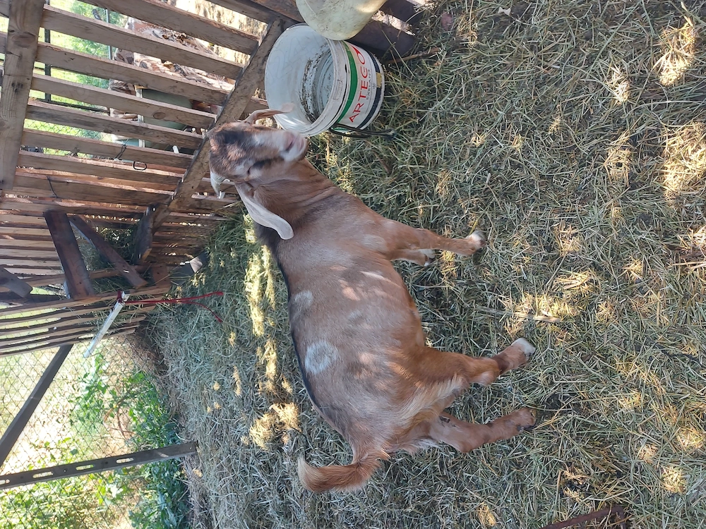 Vând țap Anglo Nubian din primăvară