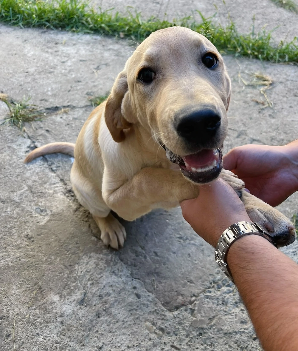 Cățel labrador de vânzare