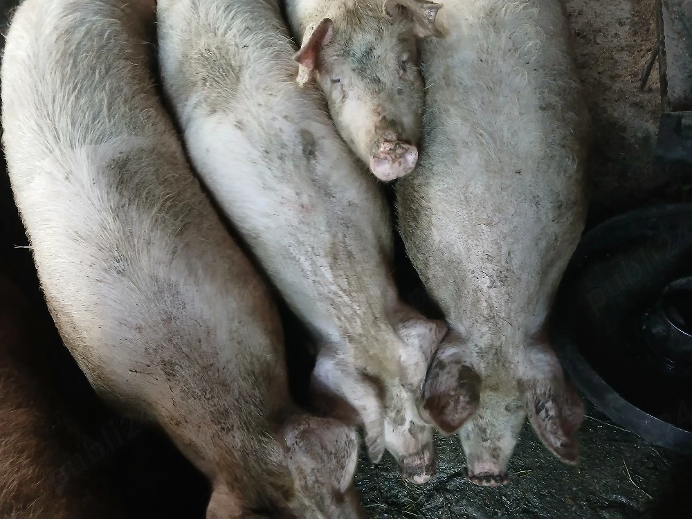 Vand porci
