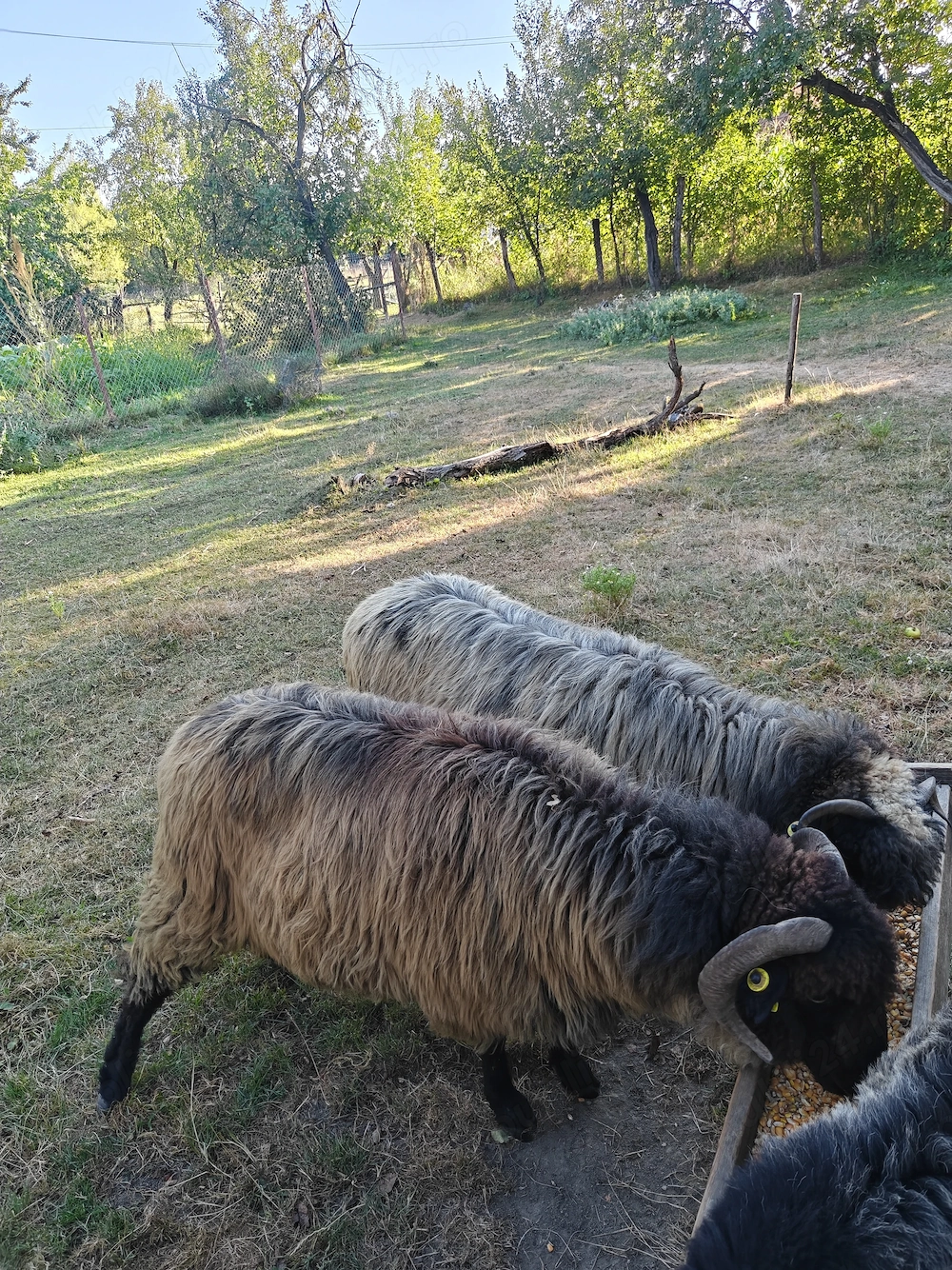 Oi de vânzare .