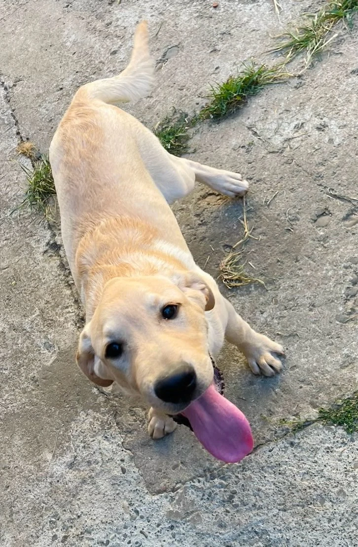 Catel labrador de vanzare