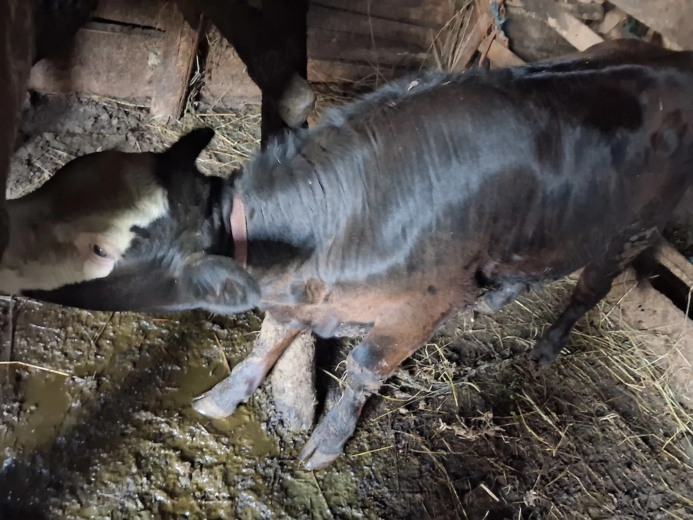 Vitica de 5 luni si jumatate, rasa angus