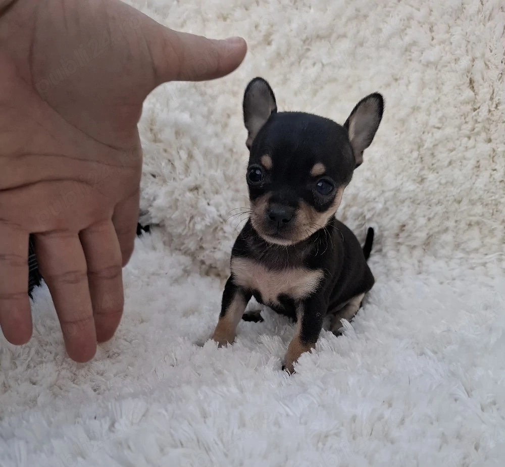 chihuahua mini toy