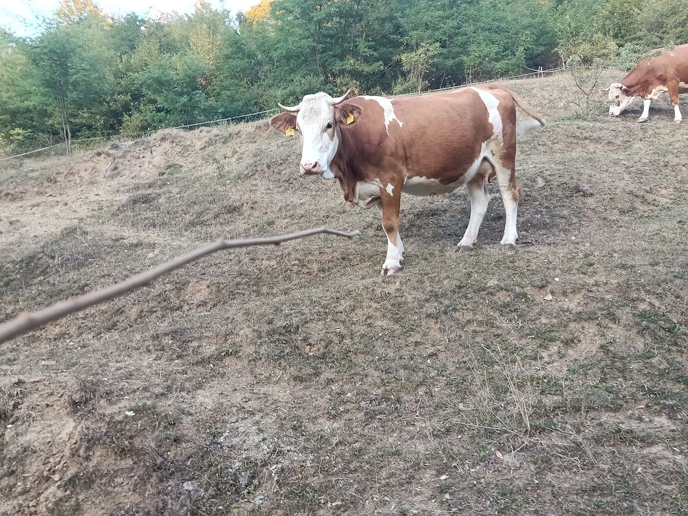 Vacă bălțată românească 