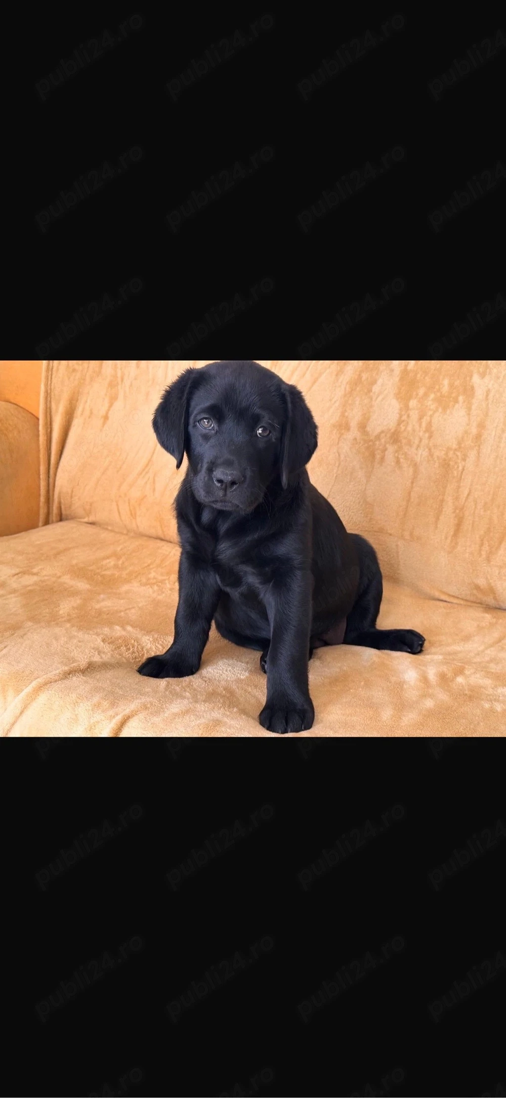 Pui Labrador Retriever