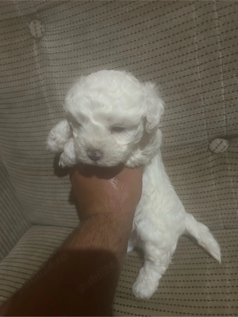 bichon maltez pur 