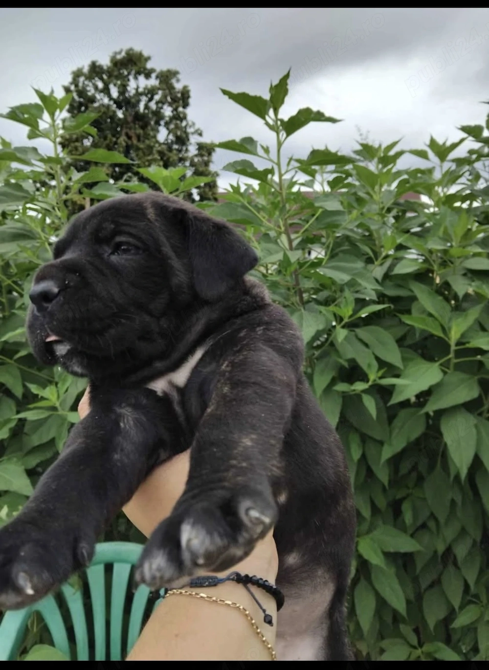 Cane Corso Disponibili Pentru Rezevare 