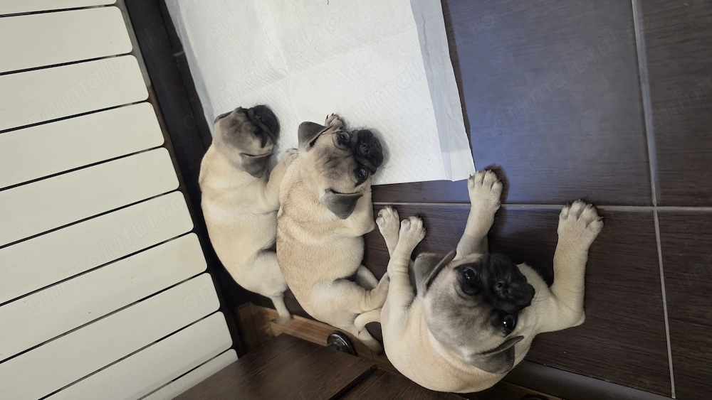 Pui mops rasa pura 7 sapt