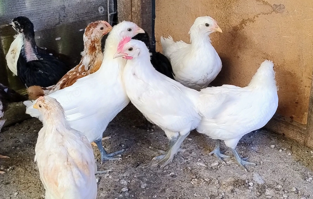 familie tineret rasa de gaini La Bresse