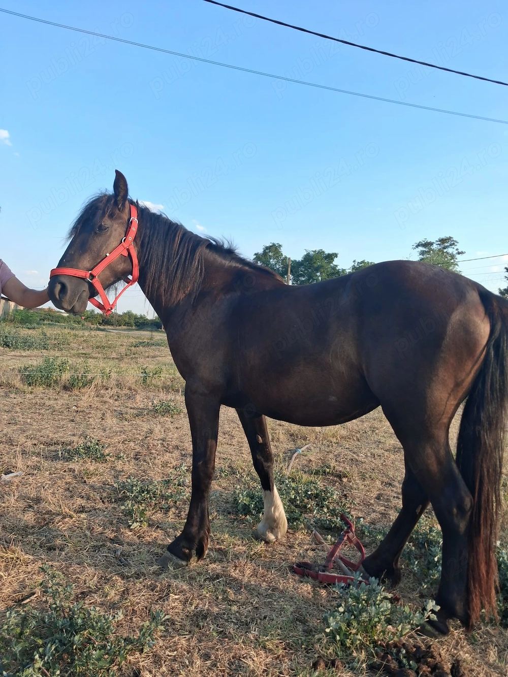 De vânzare iapă de 2 ani