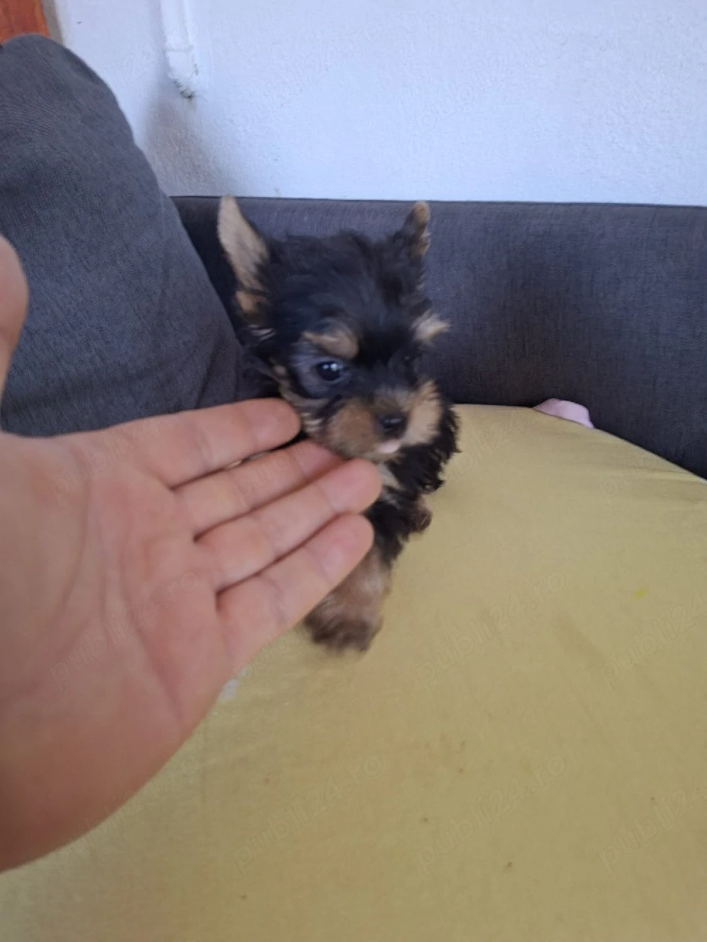 Yorkshire terrier toy