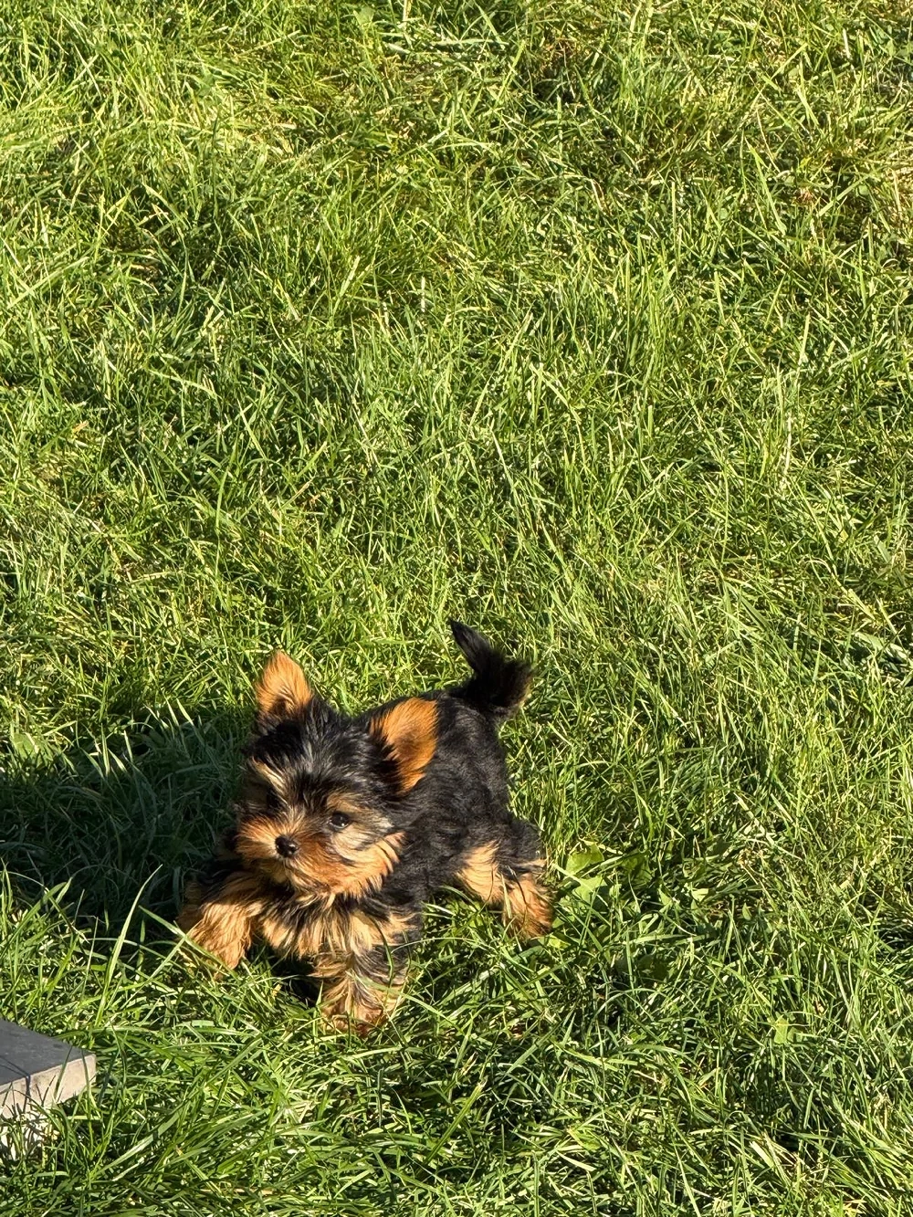 pui yorkshire terrier