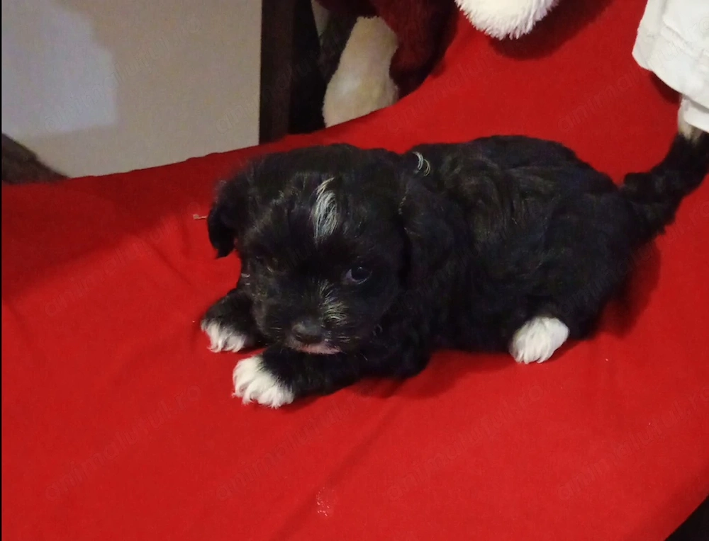 Bichon havanez baietel