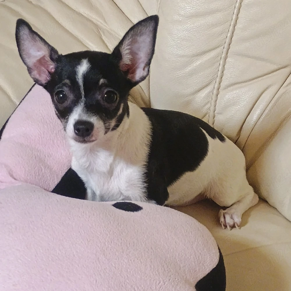 Fetita 5 luni ChihuahuaToy