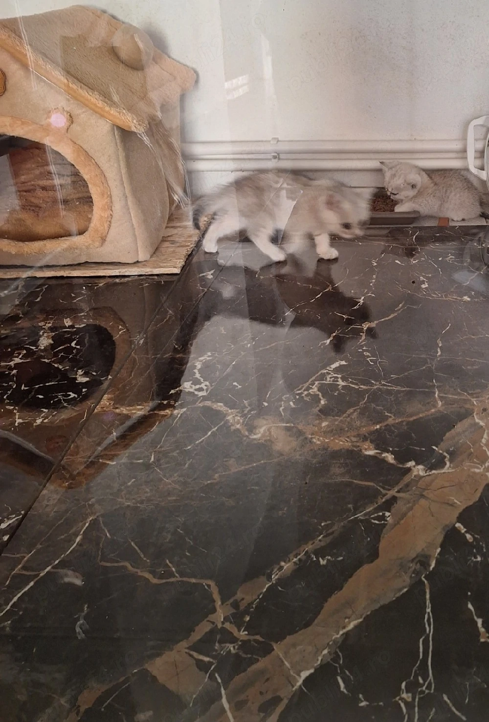 British shorthair albi