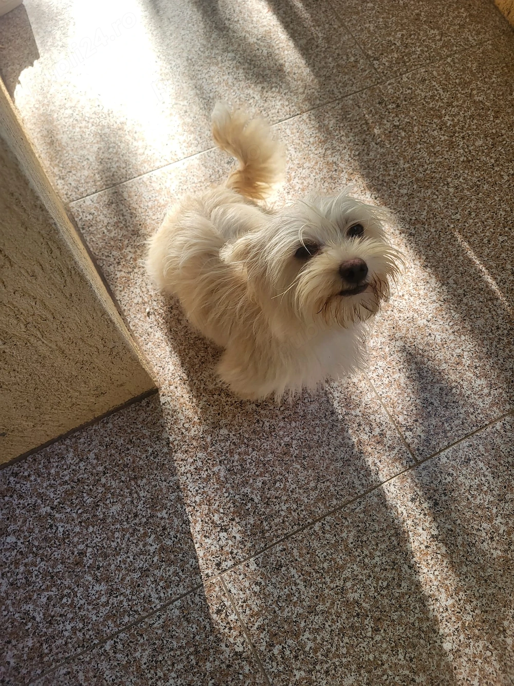 Vând pui de cățel - yorkshire alb cairn terrier - femelă, 6 luni, vaccinată