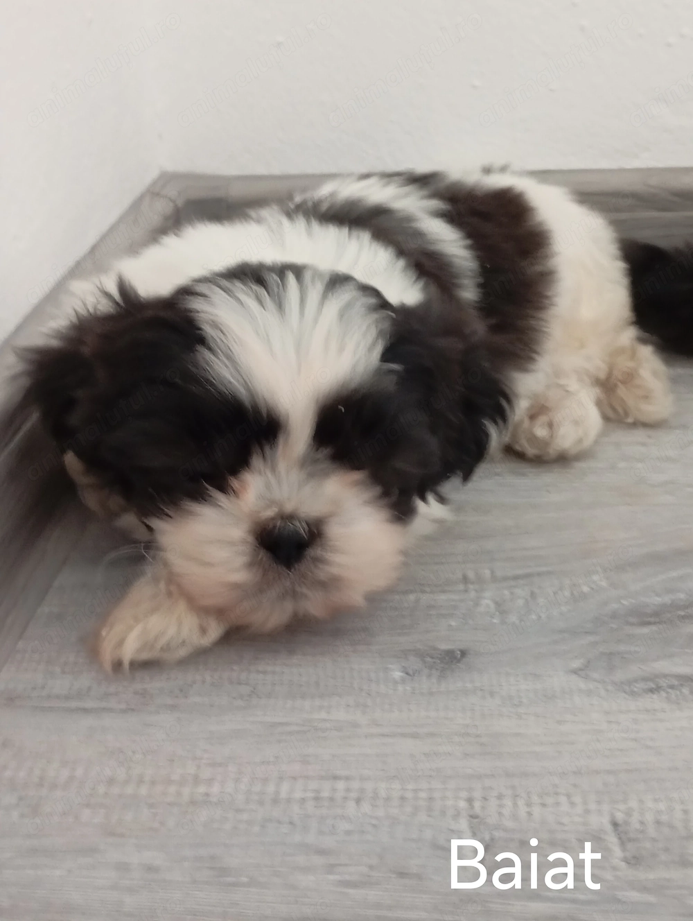 Baiat rasa shih tzu
