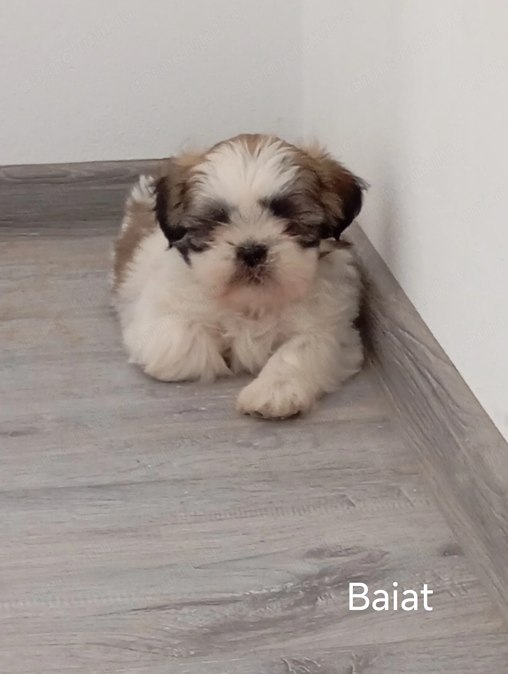 Baiat rasa shih tzu 