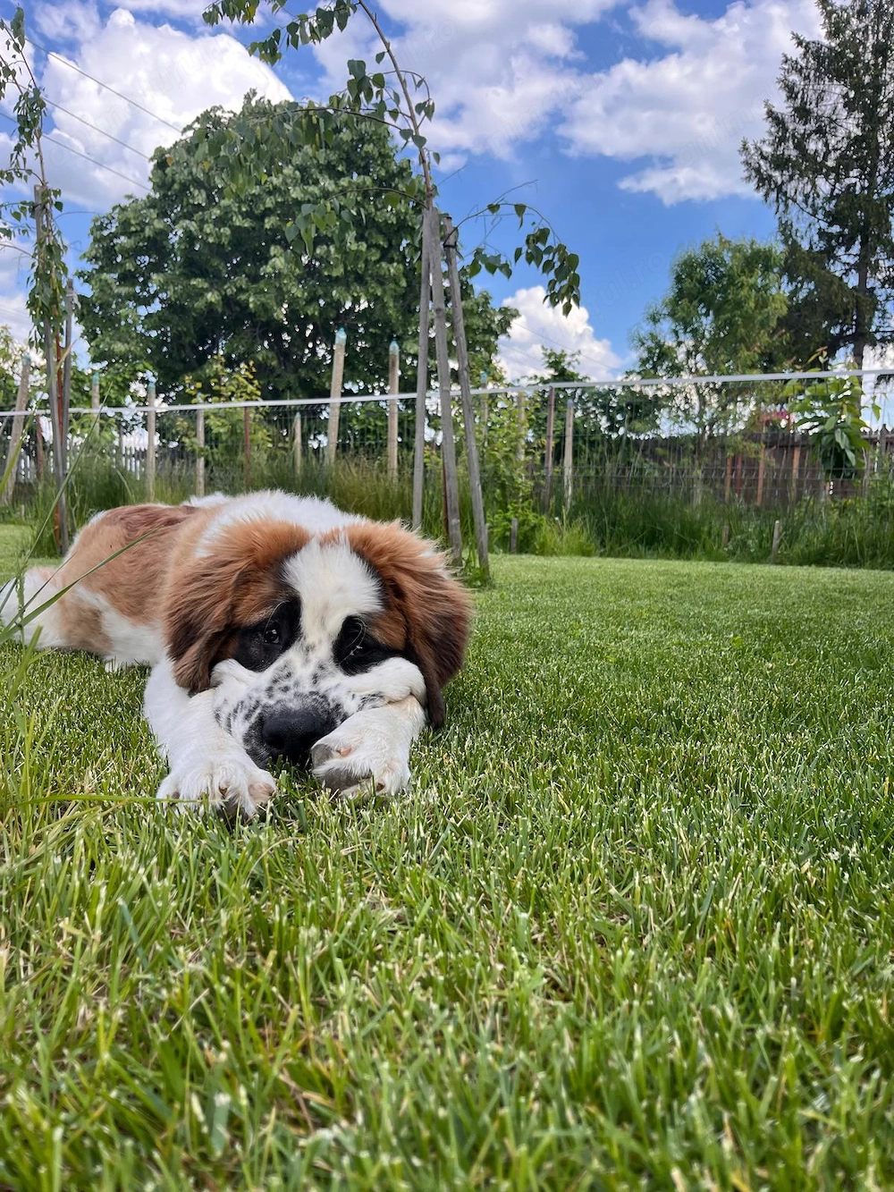 Puiuți Saint Bernard jucăuși și iubitori