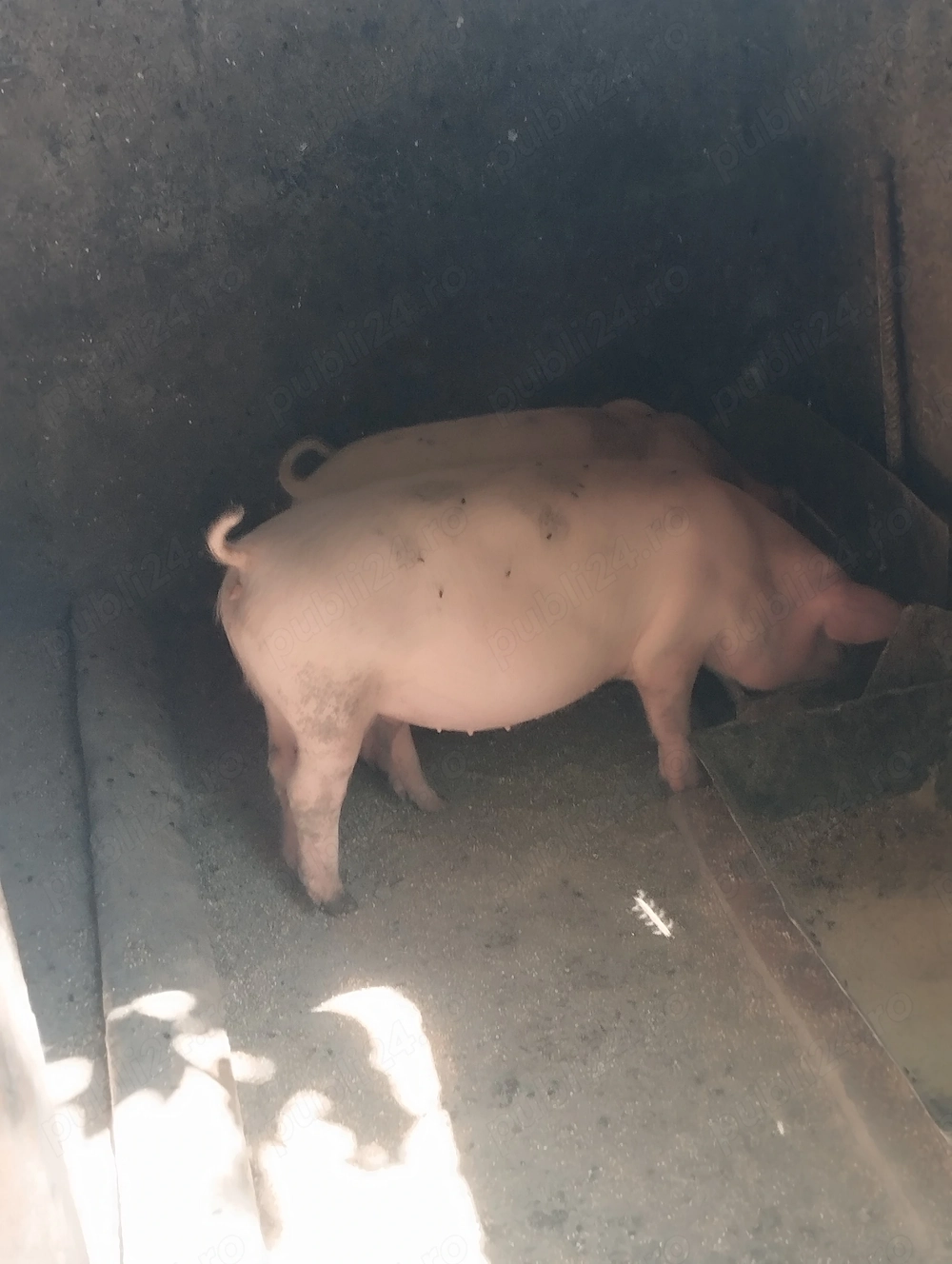 Vând două purcele Landrace in jur de 20 kg .550 bucata