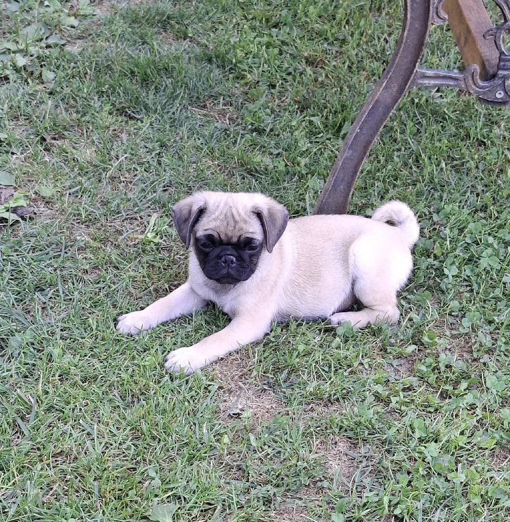 Mops Pug transport in toata Ro