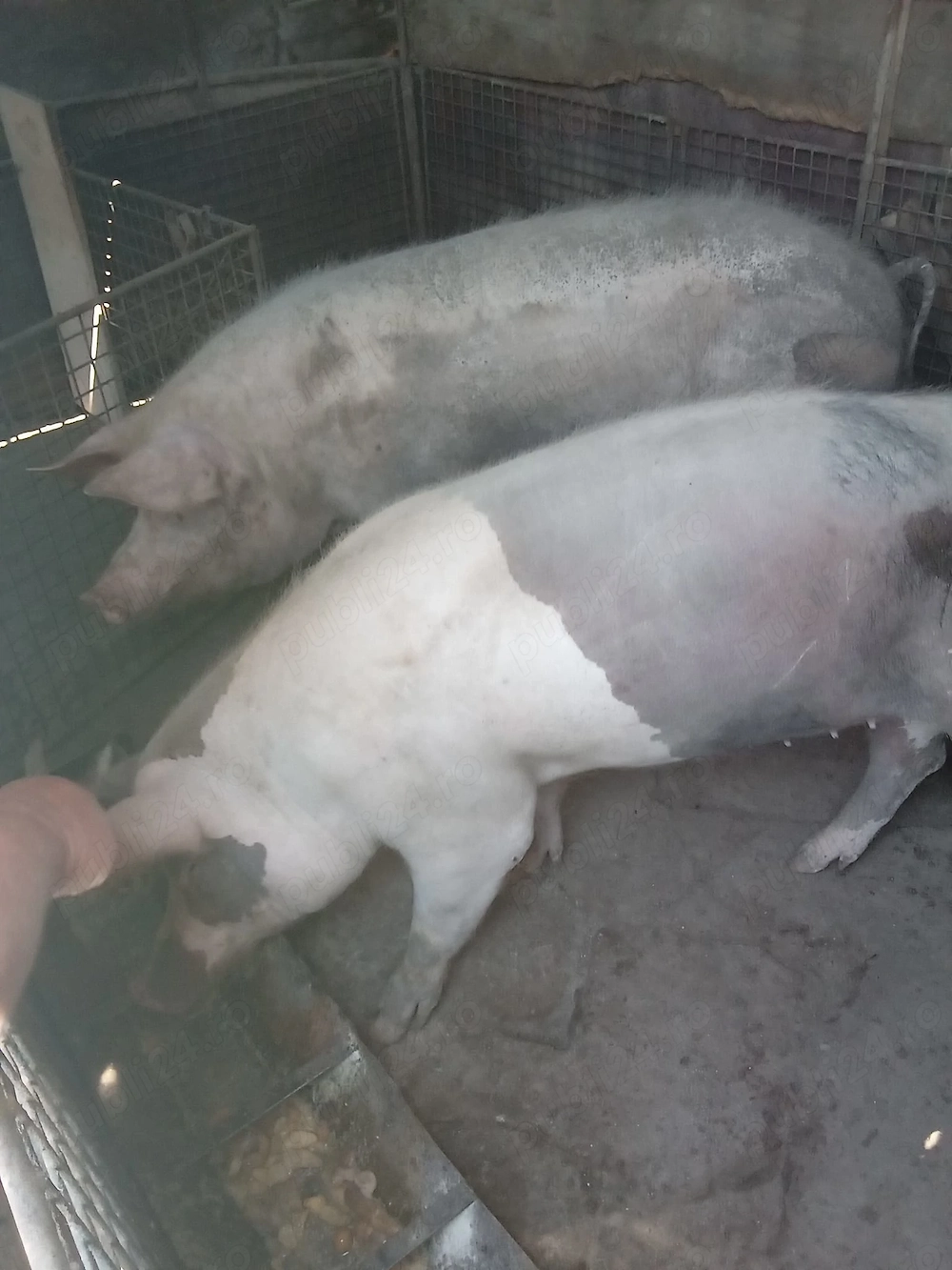 Porci de vânzare 