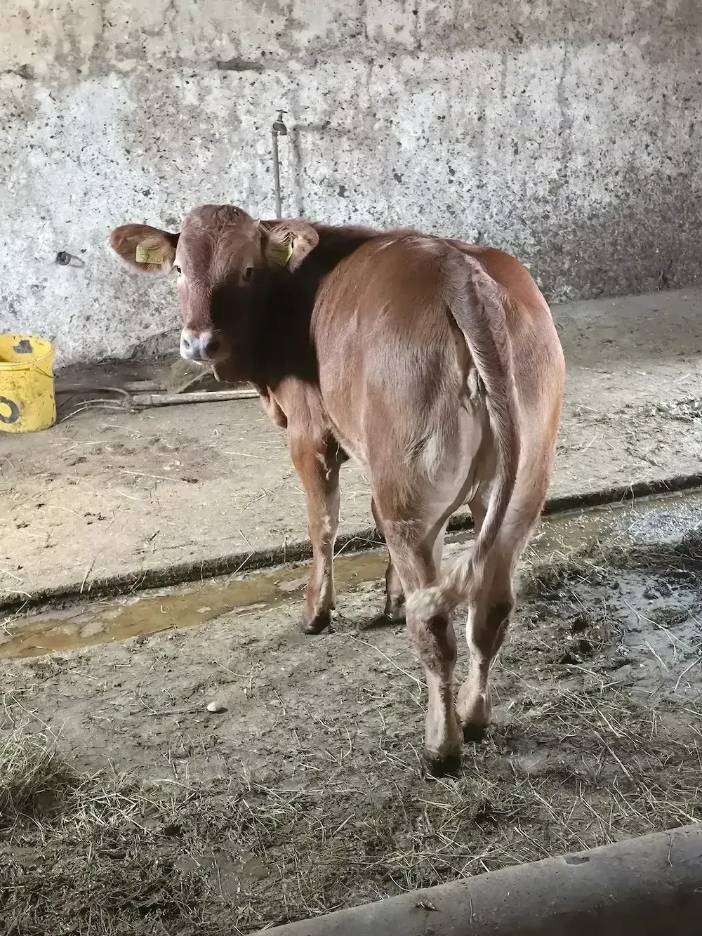 Vând vițel de 5 luni