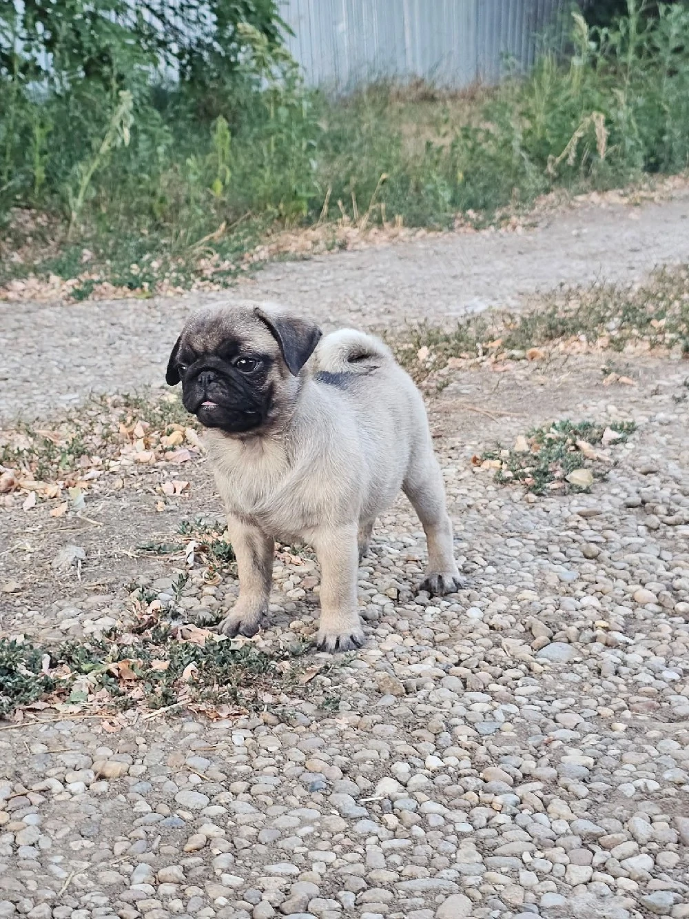 Disponibil Mops pug cu pedigre 