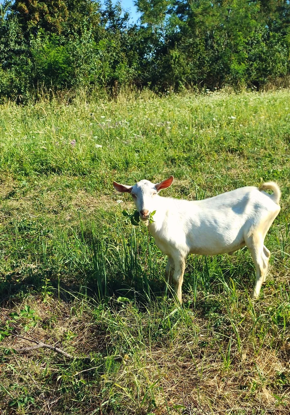 Vând țap saanen