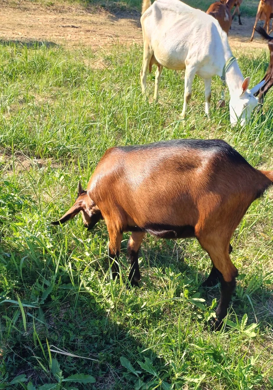 Vand ieduța alpina