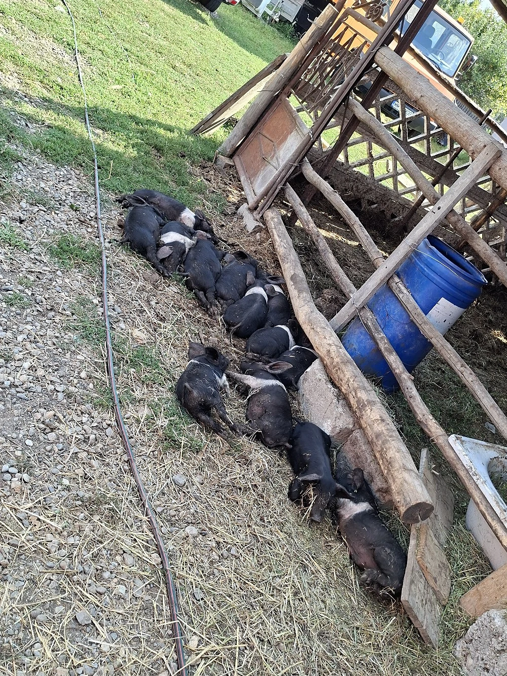 purcei porci