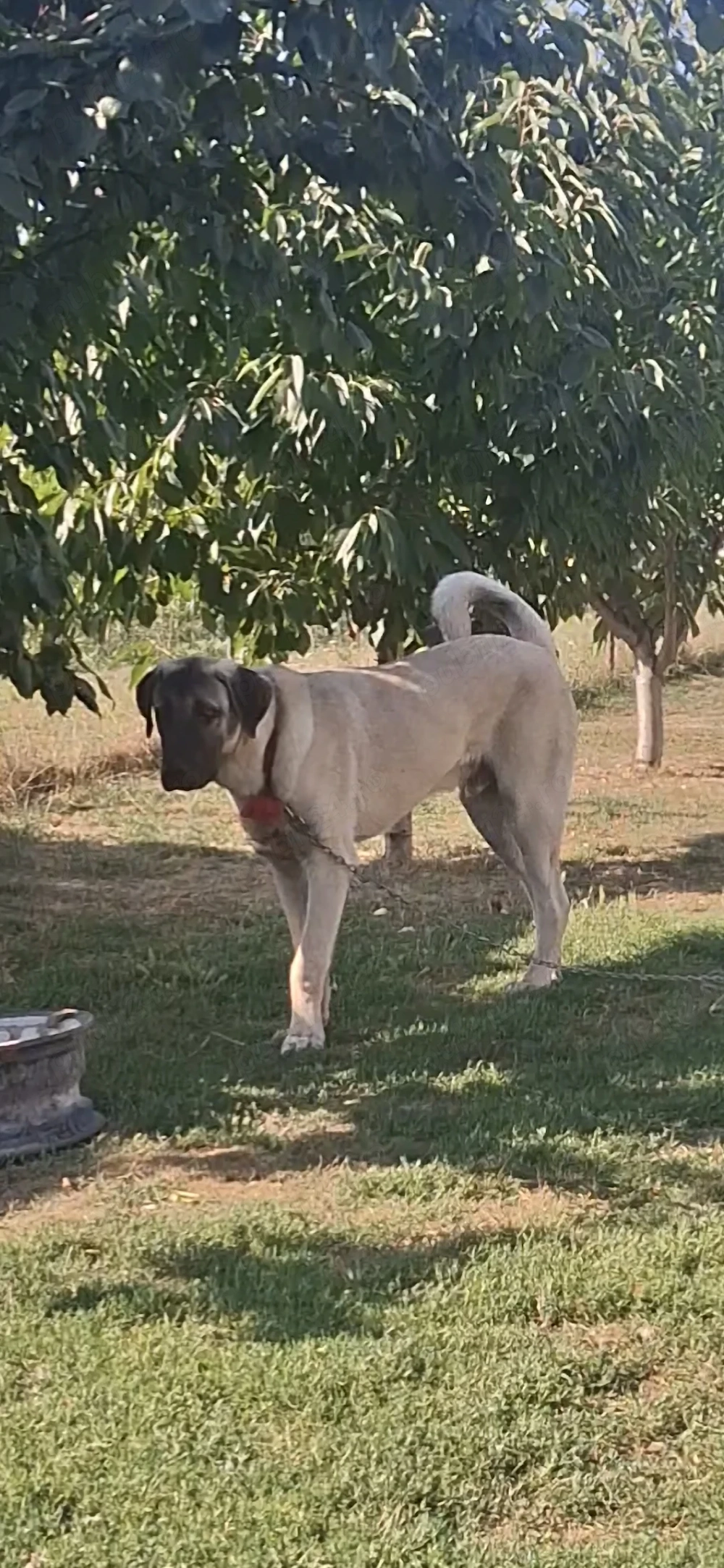 Kangal mascul 5 luni