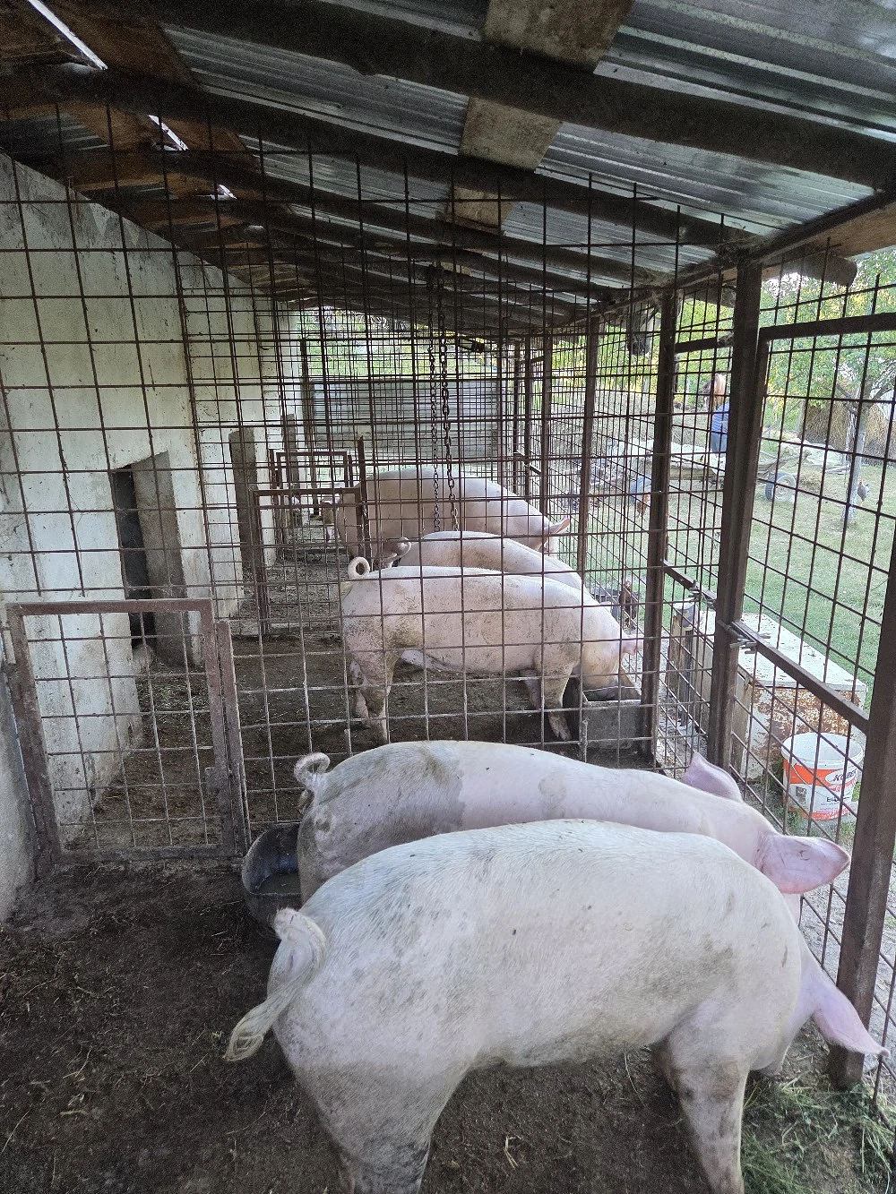 Porci crescuti in gospodarie