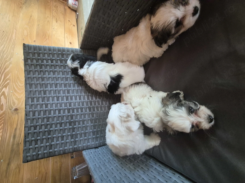 Cățeluși bichon havanez 6 săptămâni 