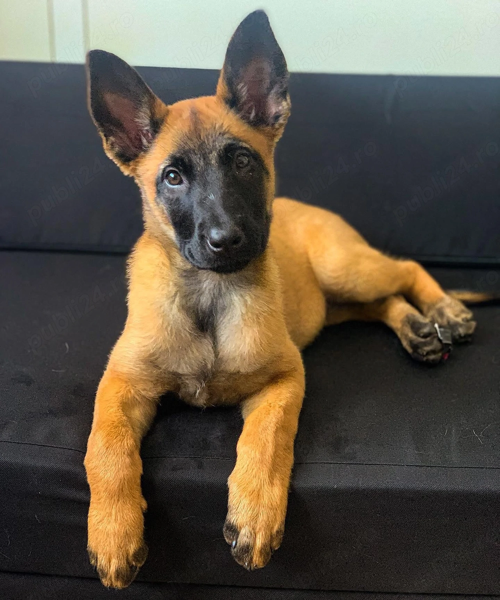 Ciobănesc Belgian Malinois, genetică deosebita, 2 luni, vaccin, deparazitare la zi
