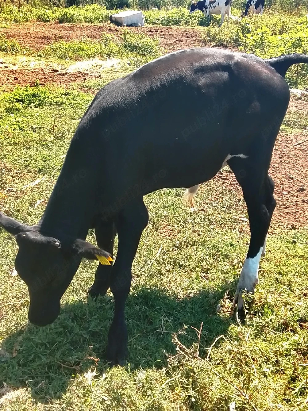 vând vițel 