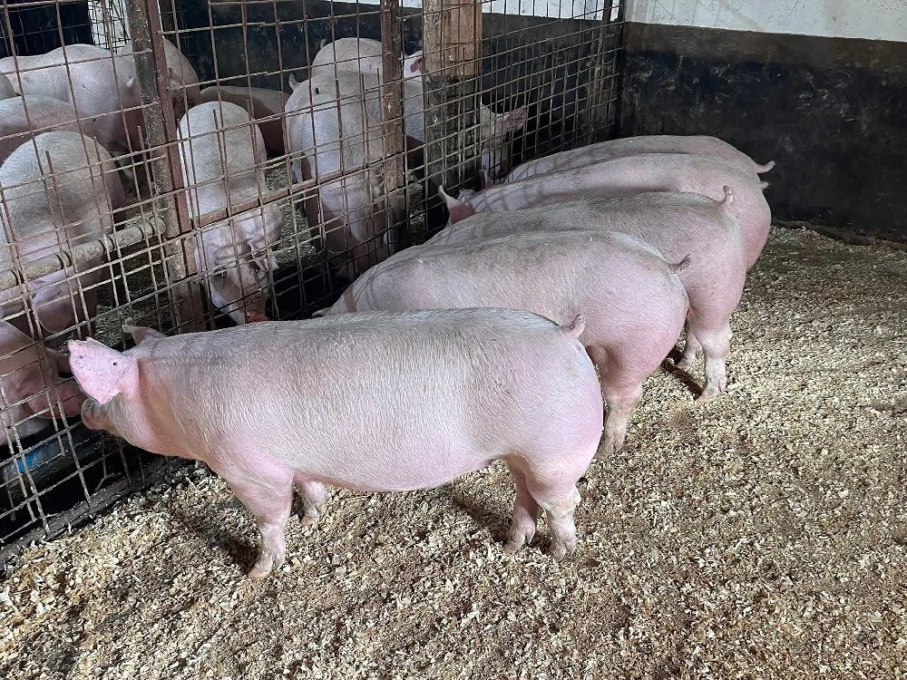 Porci de carne!