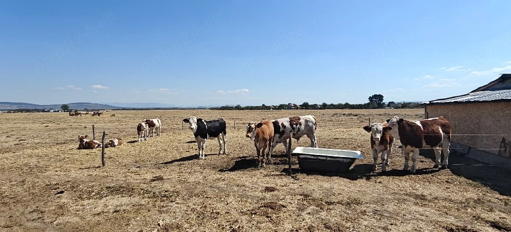 Se vând vițeii din imagini 