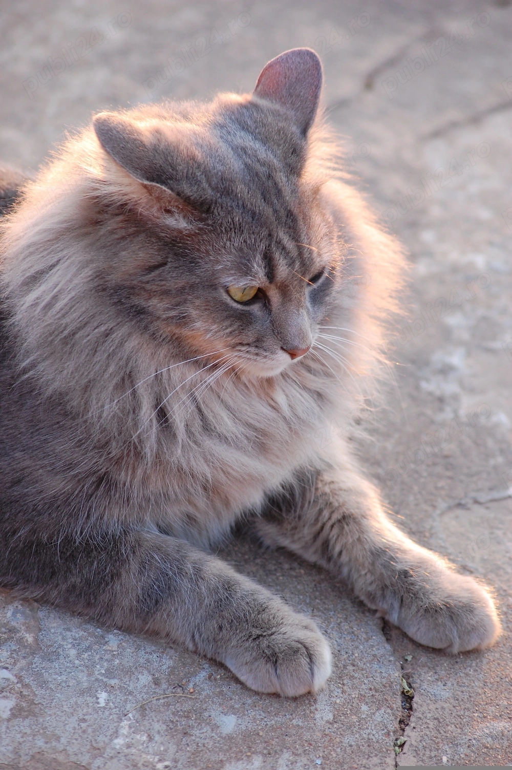 Vând pisica Maine Coon
